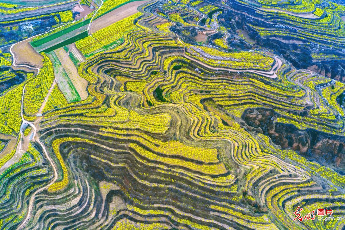 Forsythia blooms paint hillsides gold in N China's Shanxi