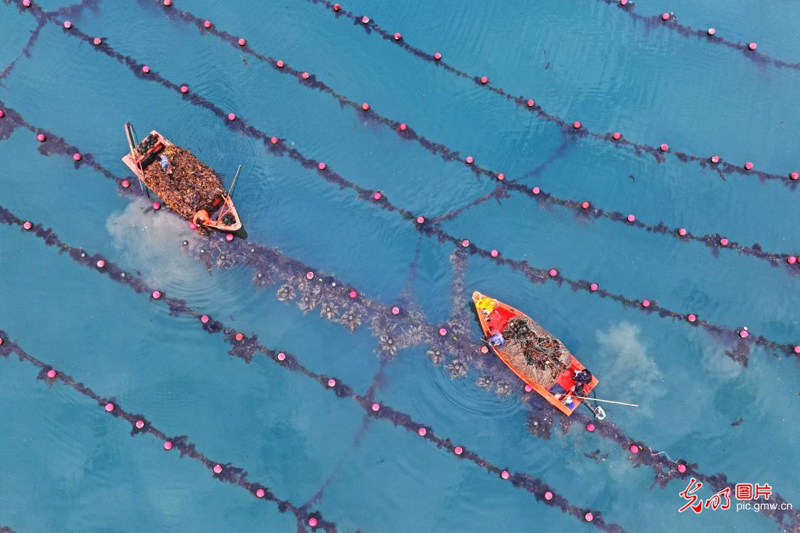 Fishermen work in kelp farming area in E China's Shandong
