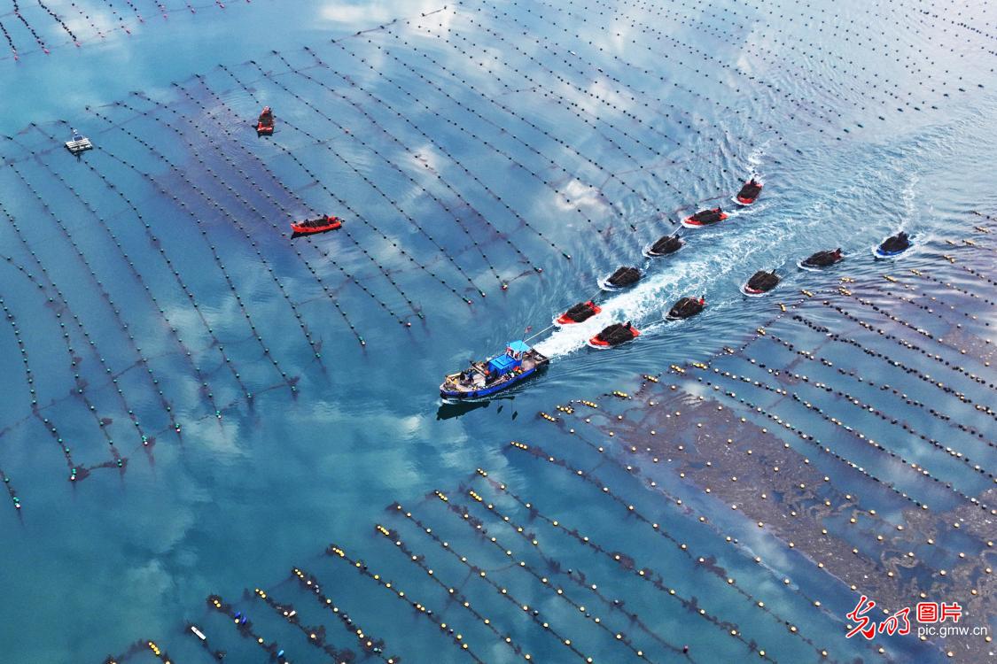 Fishermen work in kelp farming area in E China's Shandong