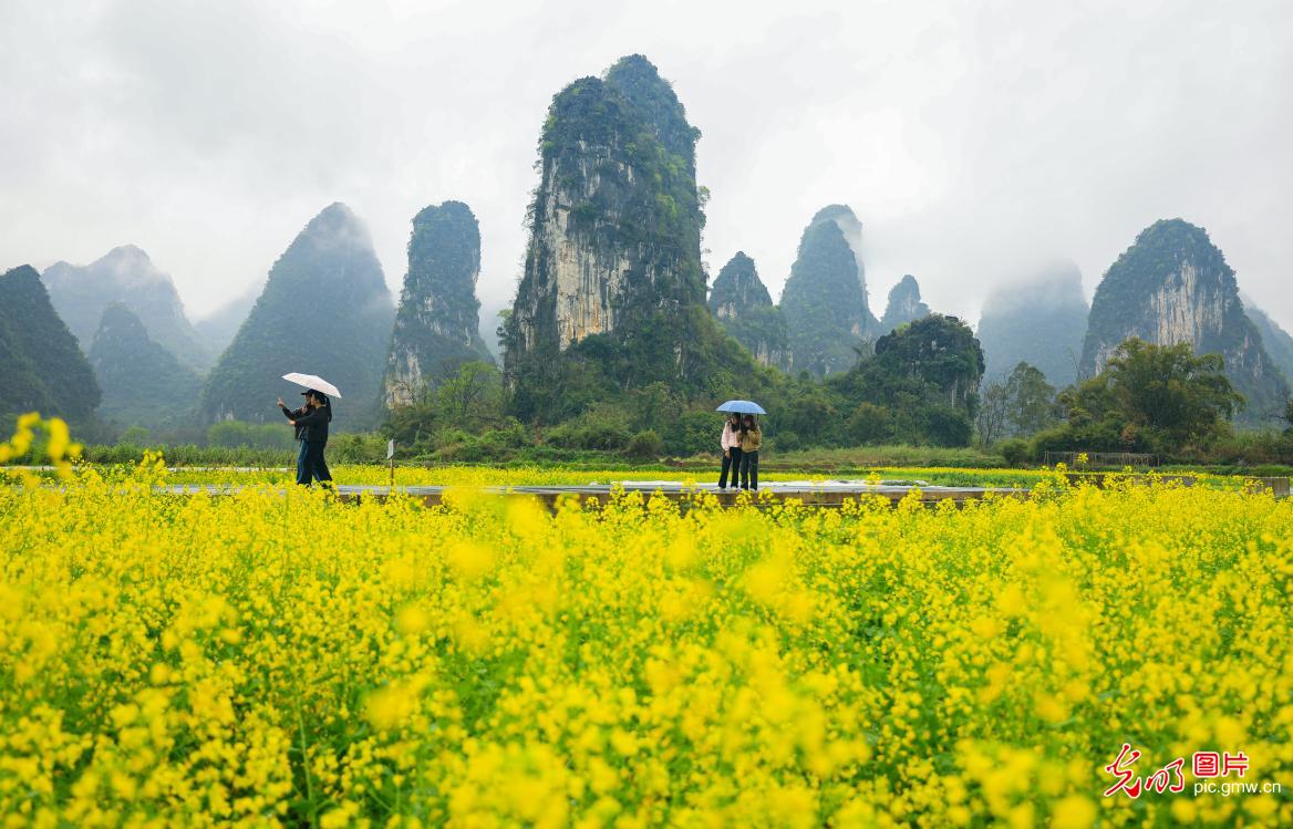 Rapeseed blooms amid karst peaks in S China's Guilin