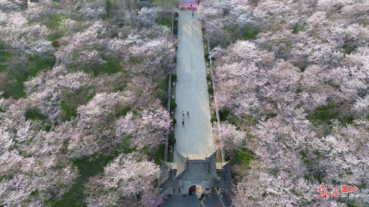 Cherry blossoms draw crowds to central China's Henan