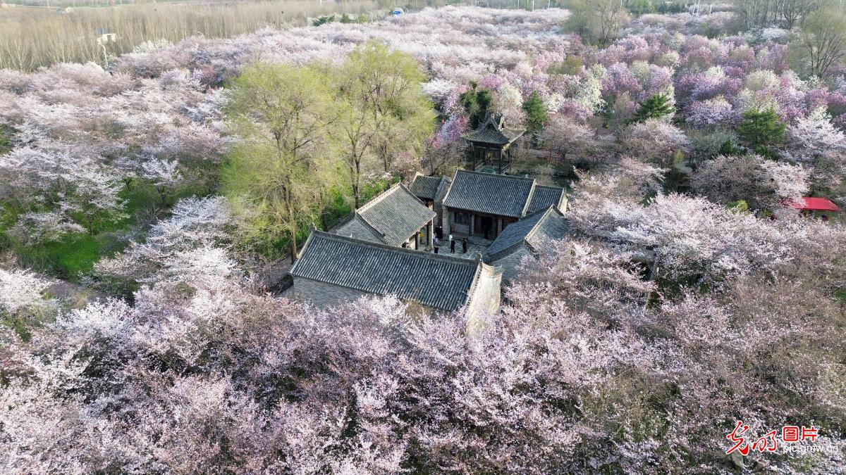 Cherry blossoms draw crowds to central China's Henan