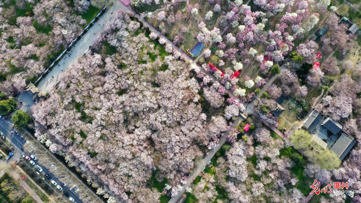 Cherry blossoms draw crowds to central China's Henan