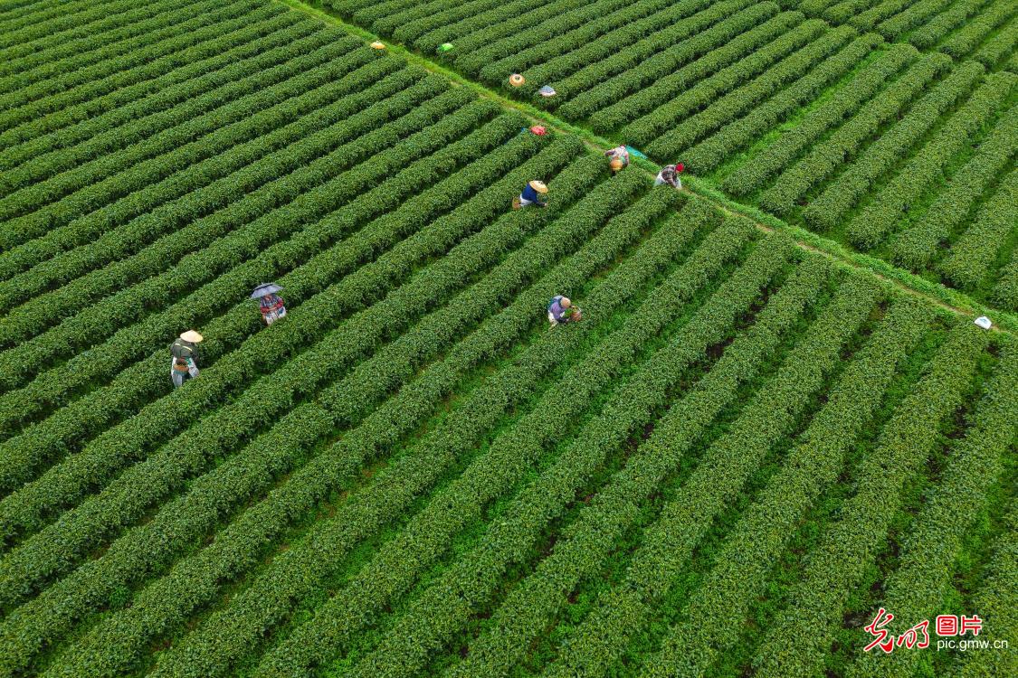 Tea harvest begins in mountainous Hunan