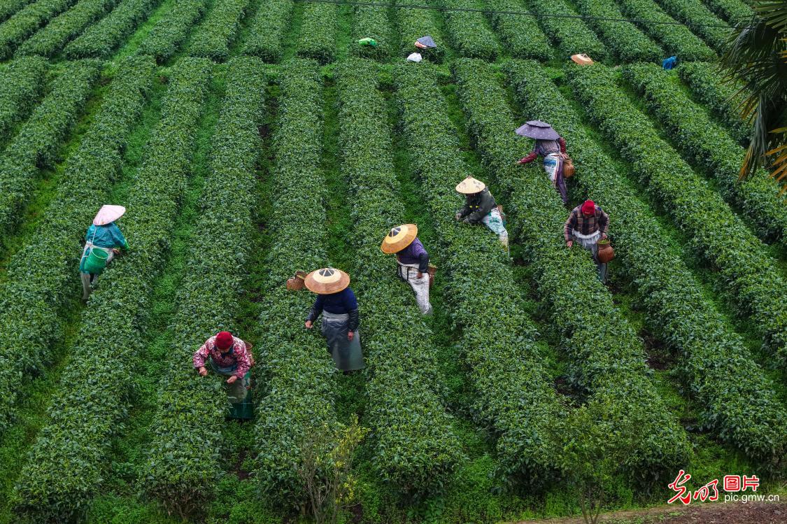 Tea harvest begins in mountainous Hunan