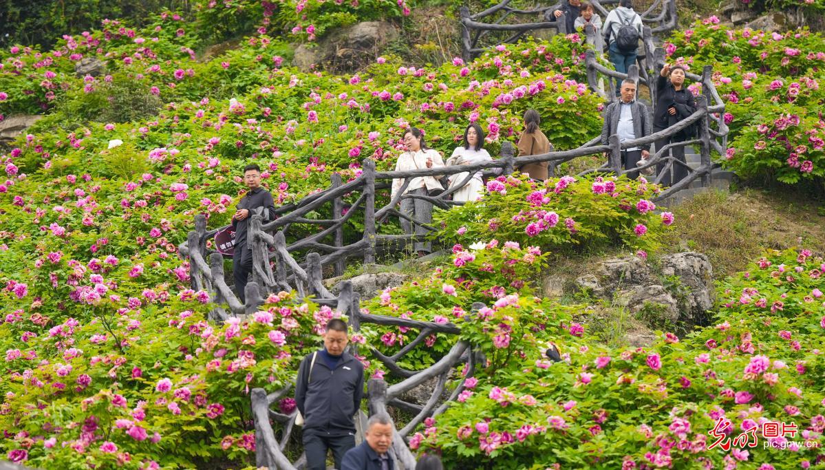 Peony blossoms boost rural tourism in SW China's Chongqing