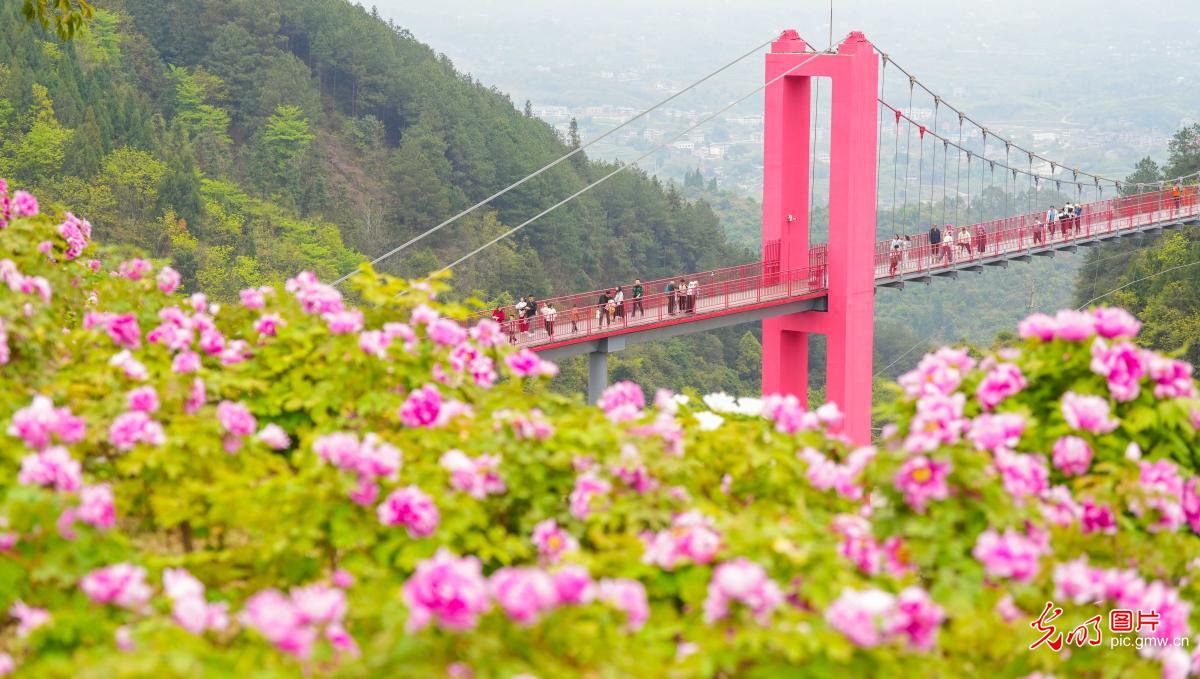 Peony blossoms boost rural tourism in SW China's Chongqing