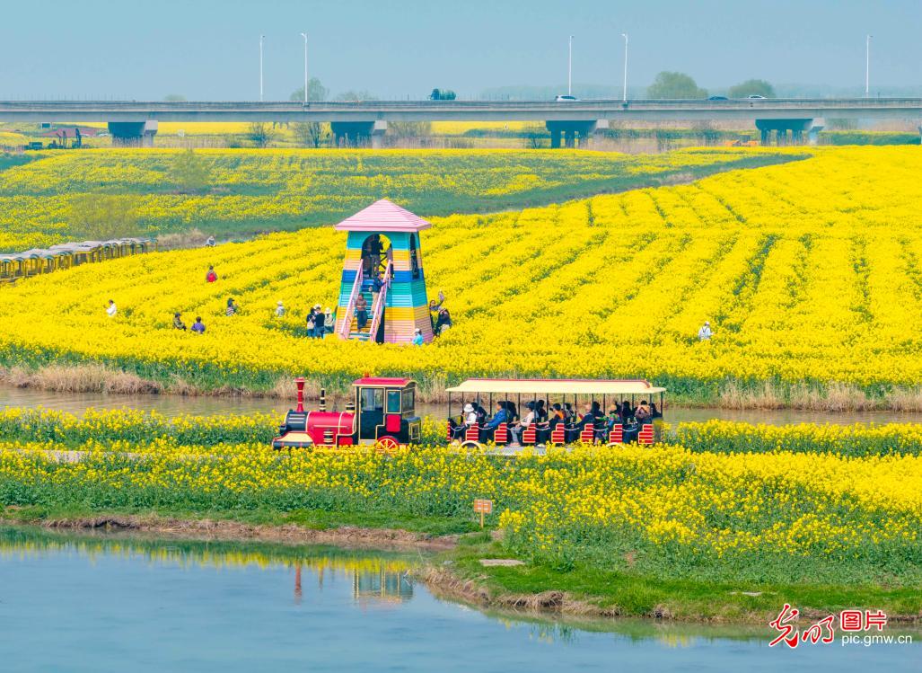 Golden rapeseed fields attract visitors in E China's Jiangsu