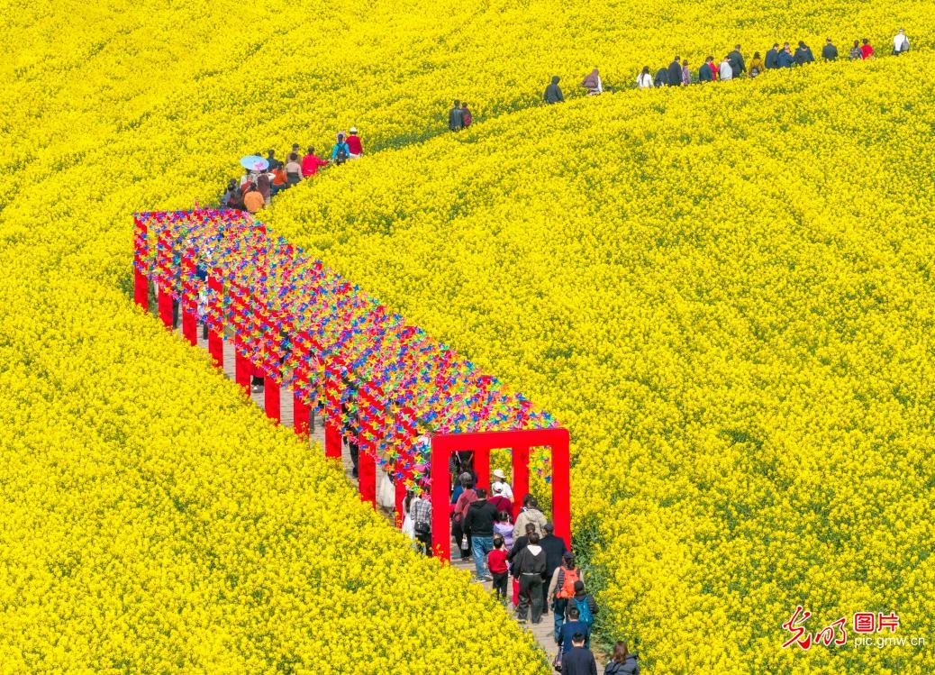 Golden rapeseed fields attract visitors in E China's Jiangsu