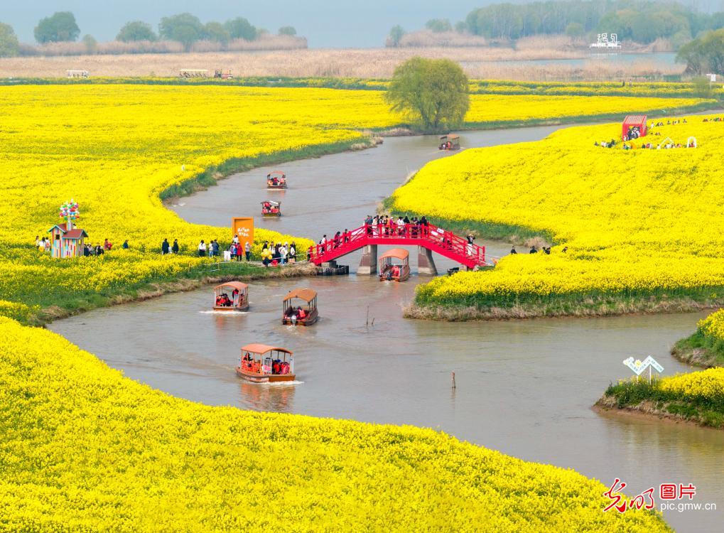 Golden rapeseed fields attract visitors in E China's Jiangsu
