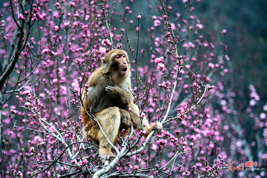 Macaques revel in spring sunshine in C China's Henan