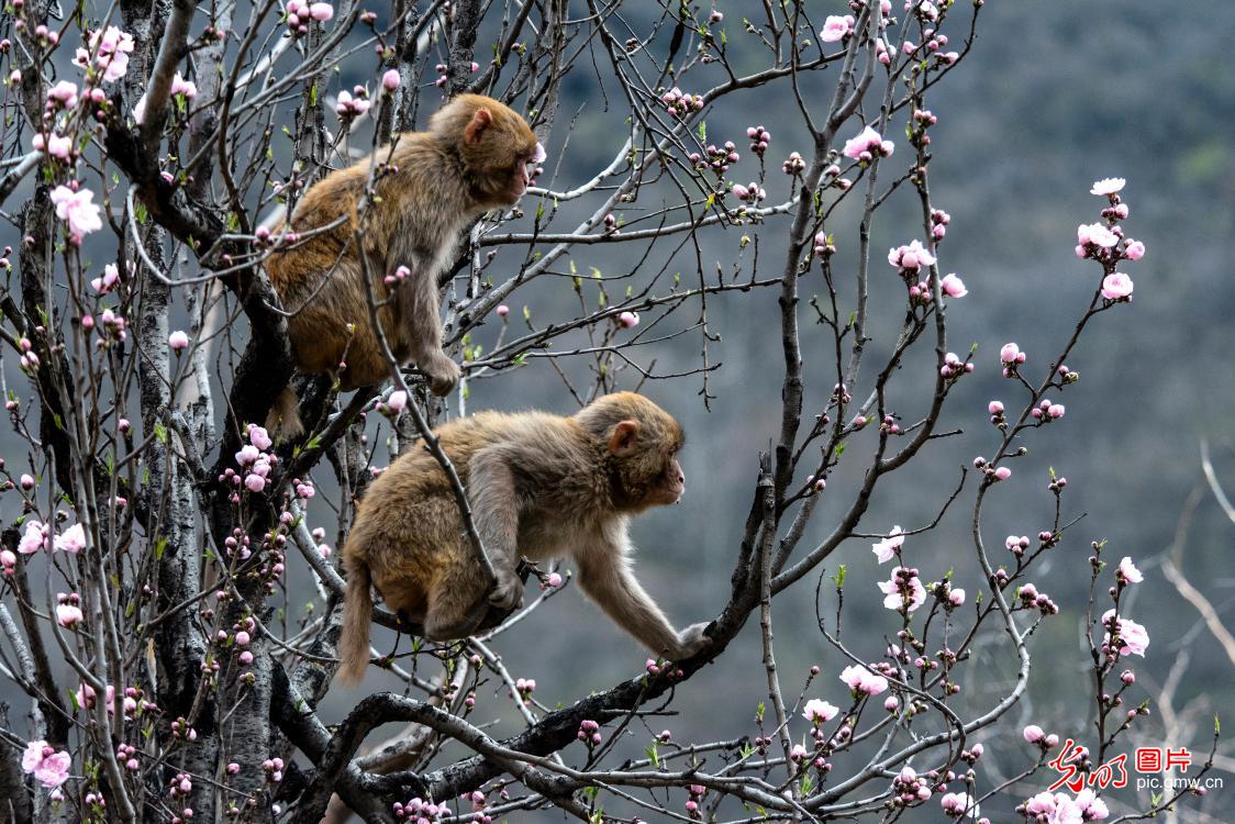 Macaques revel in spring sunshine in C China's Henan
