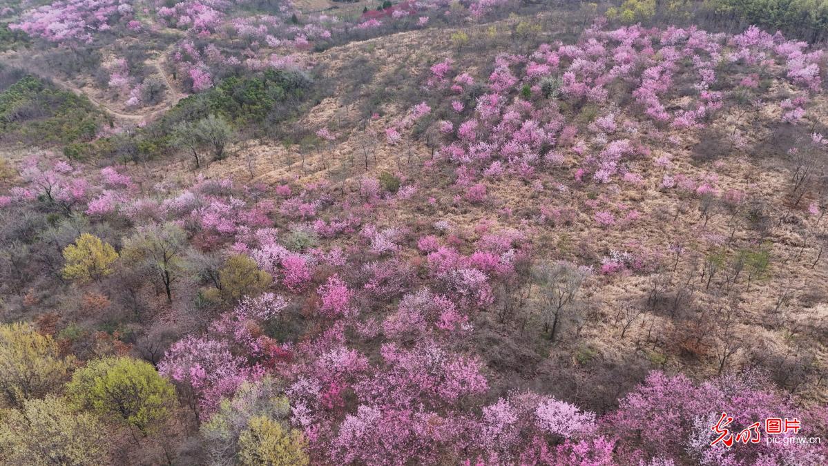 Peach blossoms burst into bloom at mountain temple in C China's Henan