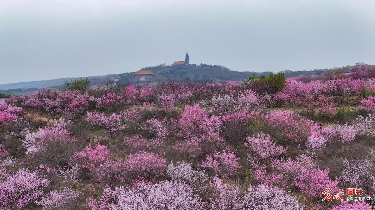 Peach blossoms burst into bloom at mountain temple in C China's Henan