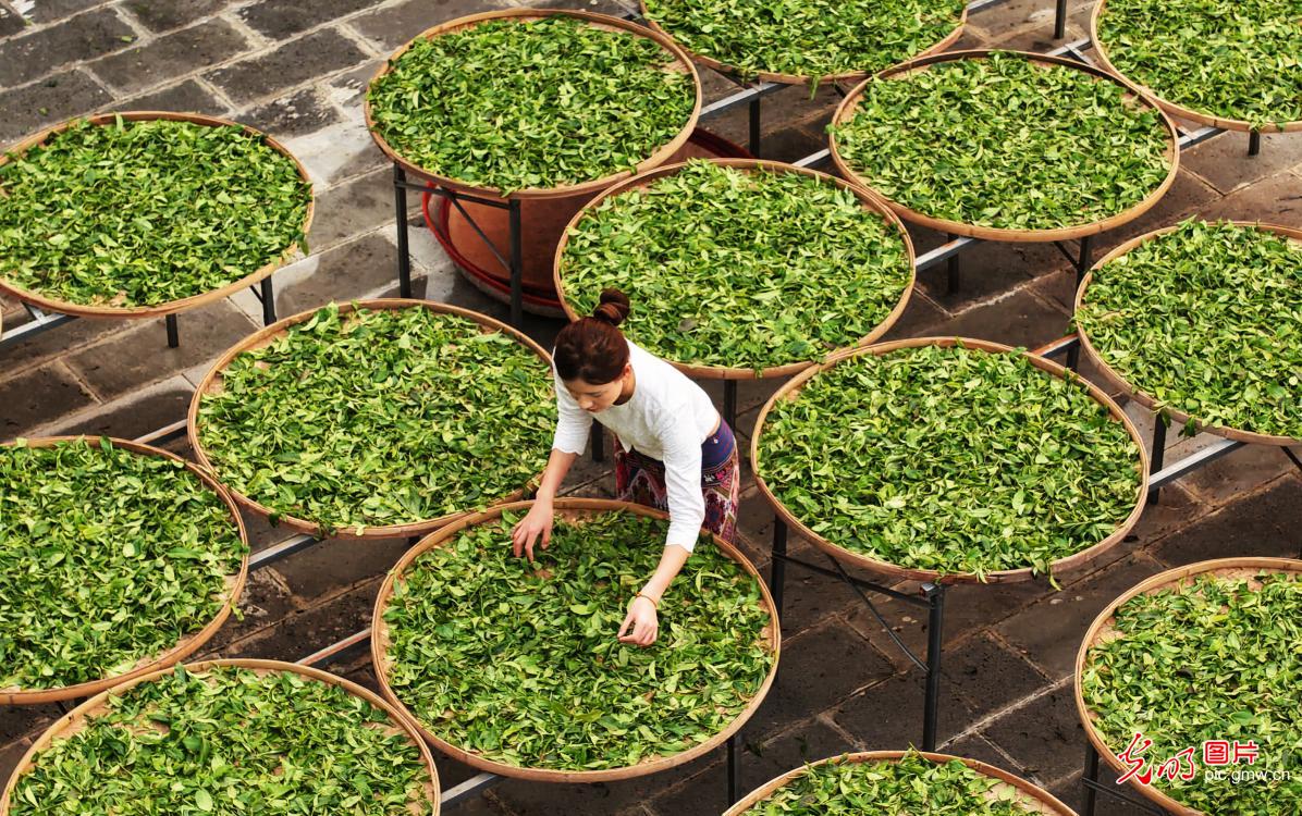 Villagers dry spring tea at SW China's Jingmai Mountain