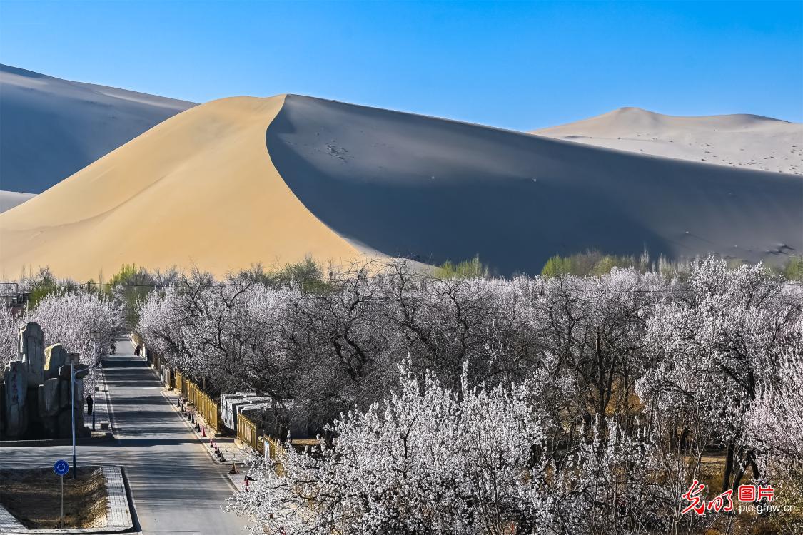 Apricot blossoms bloom beneath Mingsha Mountain in Dunhuang