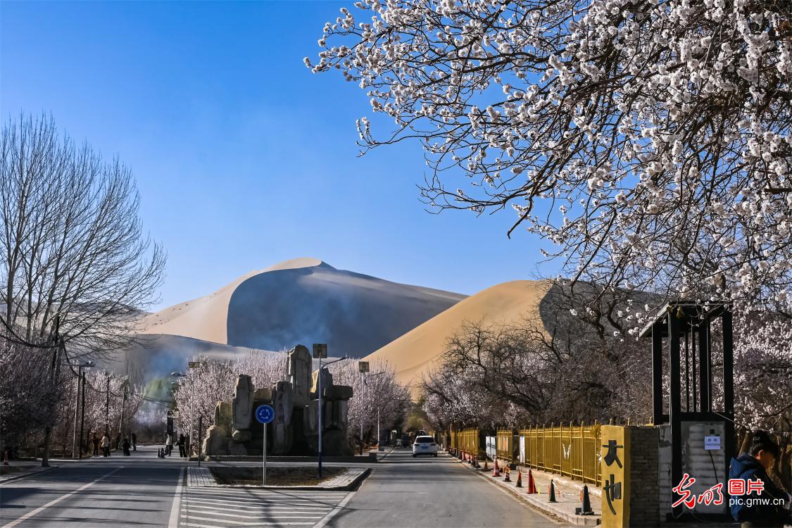 Apricot blossoms bloom beneath Mingsha Mountain in Dunhuang