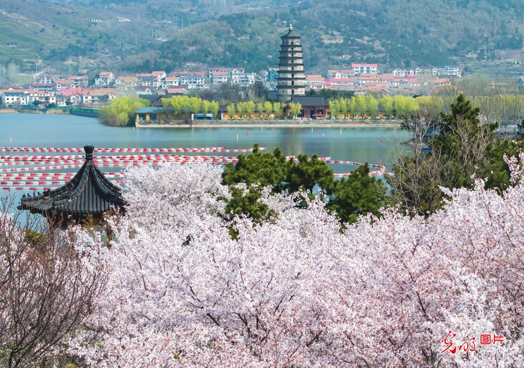 Cherry blossoms paint a spring scene in Lianyungang