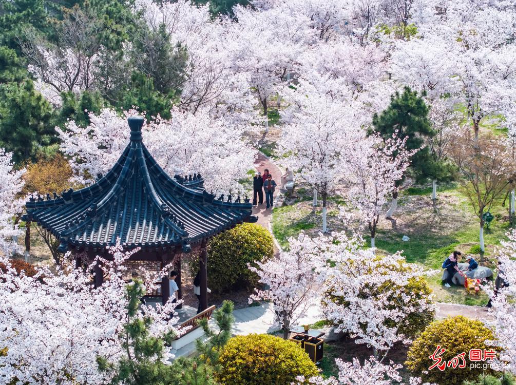 Cherry blossoms paint a spring scene in Lianyungang