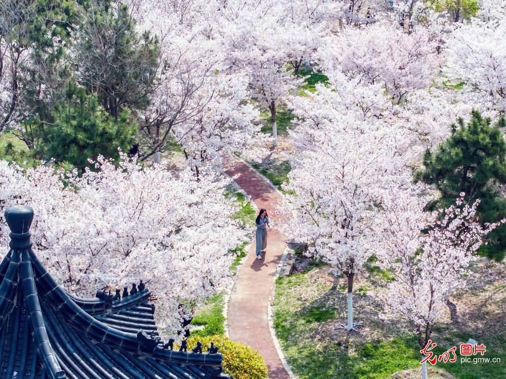 Cherry blossoms paint a spring scene in Lianyungang
