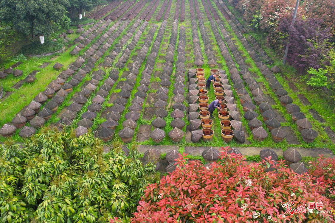 Traditional vinegar-making revitalized in SW China's Guizhou