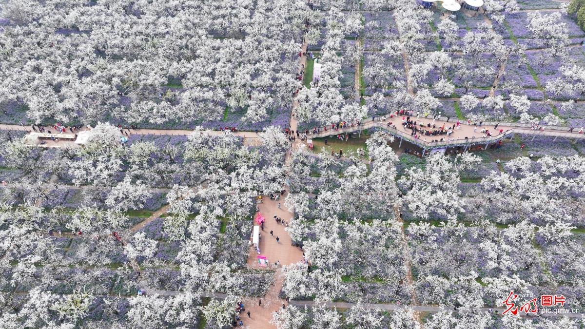 Spring blossoms light up mountain in E China's Jiangsu