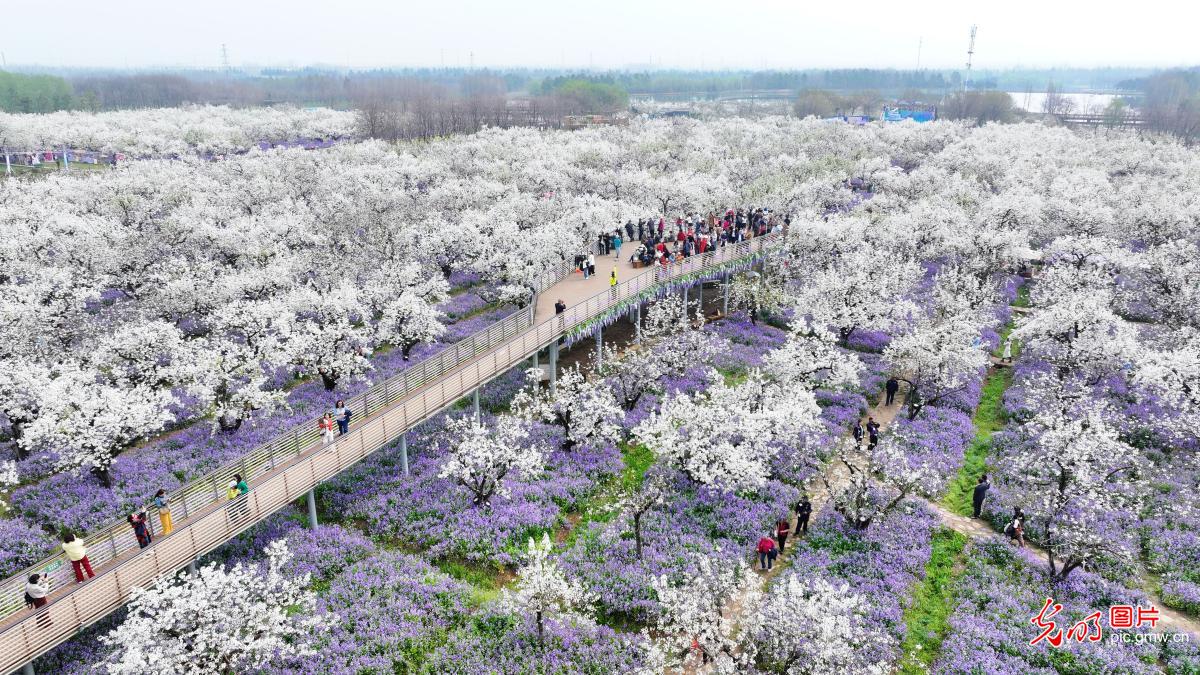Spring blossoms light up mountain in E China's Jiangsu