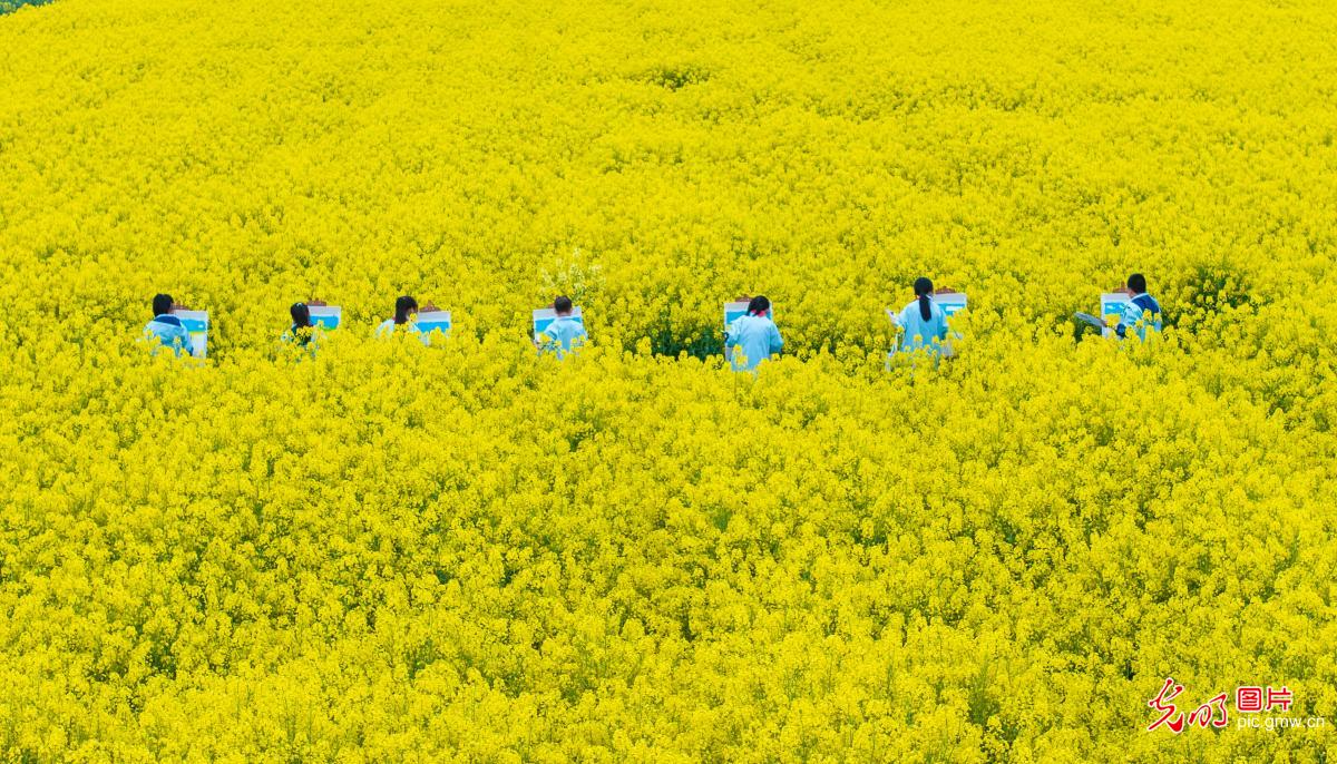 Students paint spring in blooming rapeseed fields