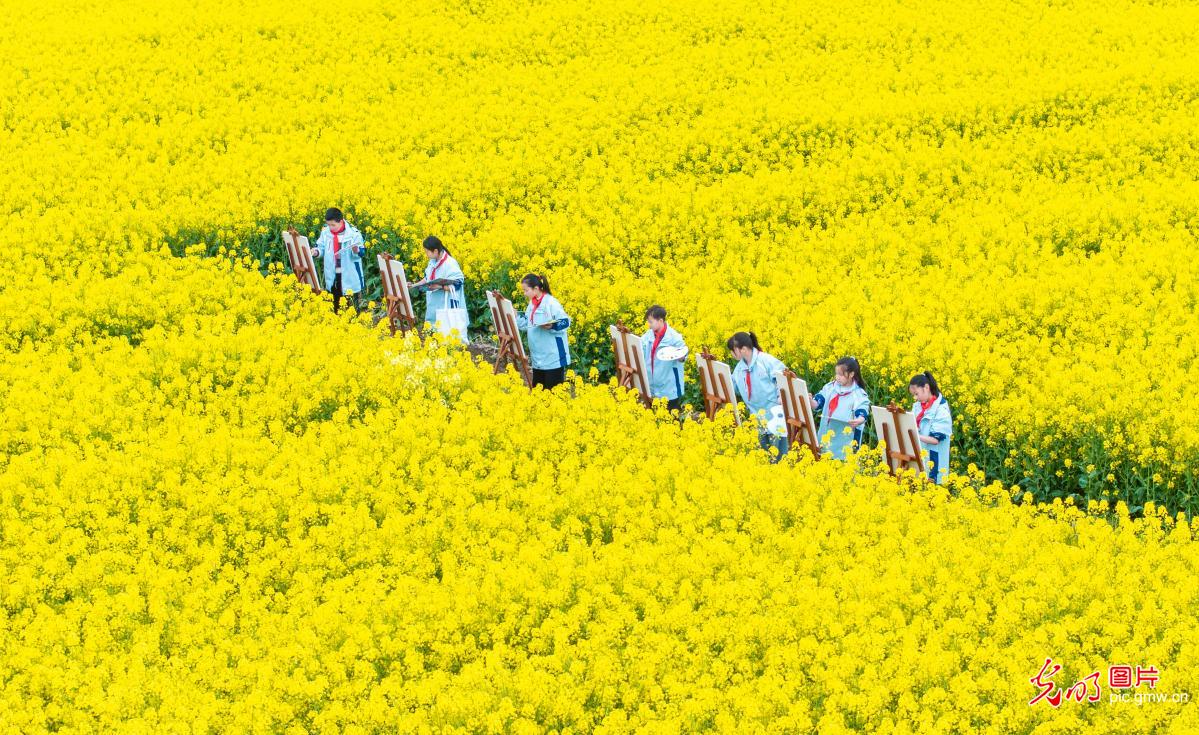 Students paint spring in blooming rapeseed fields