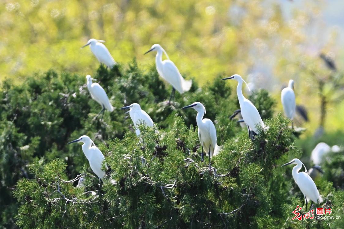 Herons dance amid lush woods in E China's Shandong Herons dance amid lush woods in E China's Shandong