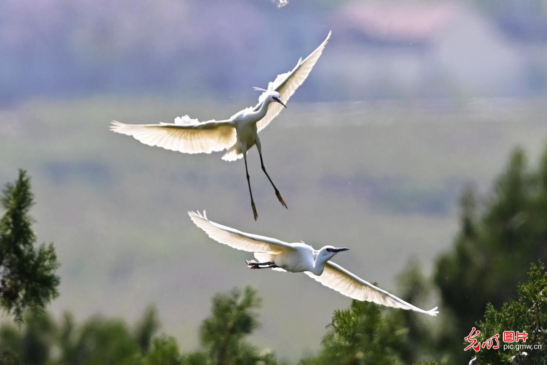 Herons dance amid lush woods in E China's Shandong Herons dance amid lush woods in E China's Shandong