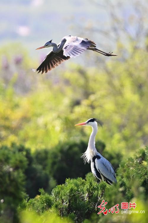 Herons dance amid lush woods in E China's Shandong Herons dance amid lush woods in E China's Shandong