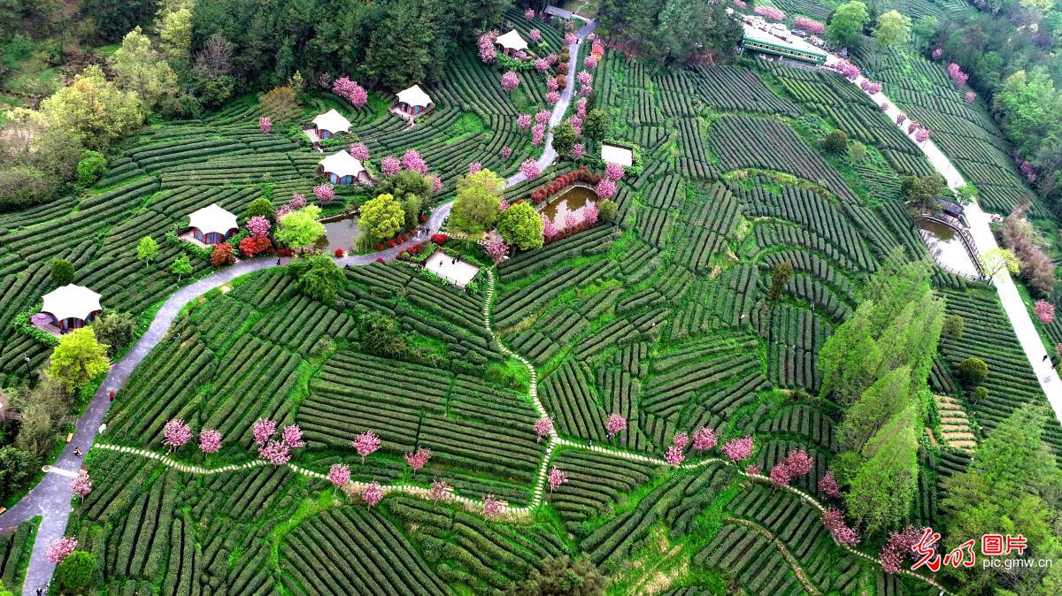 Spring tea harvest underway in NW China's Shaanxi Spring tea harvest underway in NW China's Shaanxi