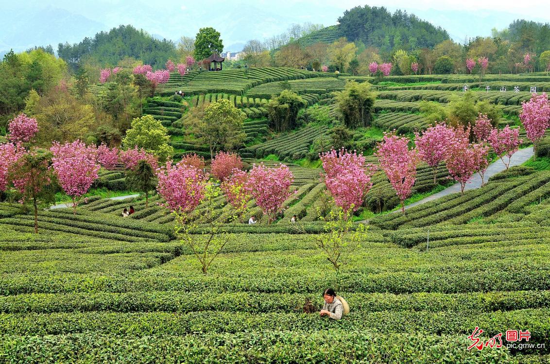 Spring tea harvest underway in NW China's Shaanxi Spring tea harvest underway in NW China's Shaanxi