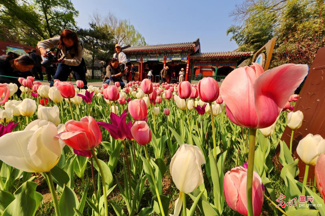 Springtime stroll among blossoms