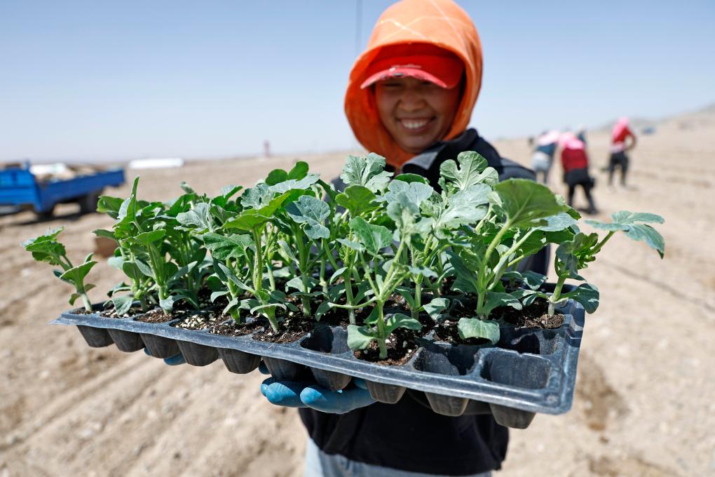 Xisha watermelon planting starts in northwest China's Ningxia