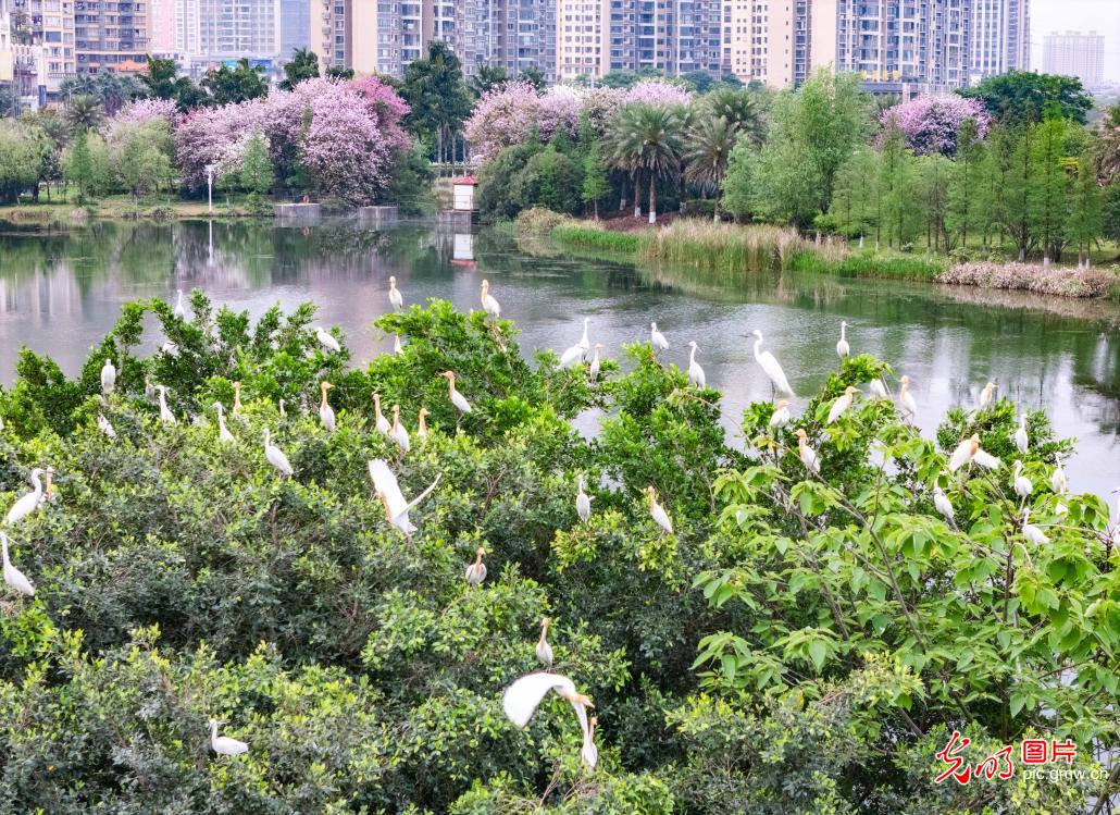 Egrets grace springtime lake park in S China's Guangxi