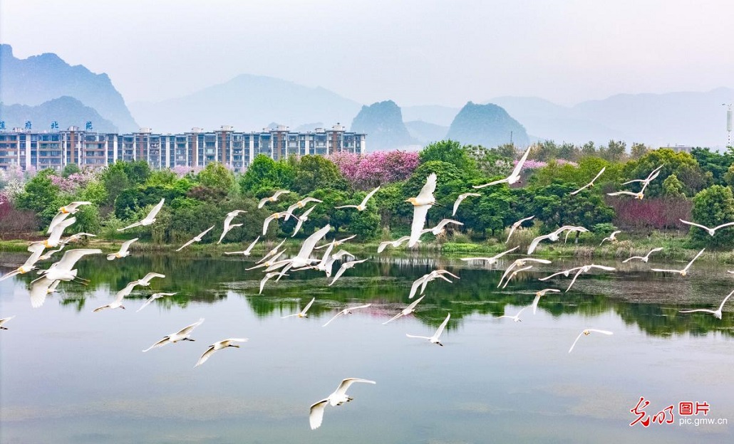 Egrets grace springtime lake park in S China's Guangxi
