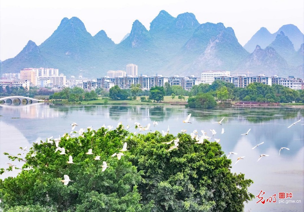 Egrets grace springtime lake park in S China's Guangxi