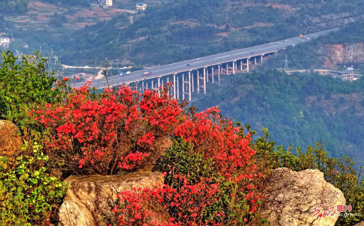 Alpine azaleas bloom across Baifuling Mountain in C China's Hunan