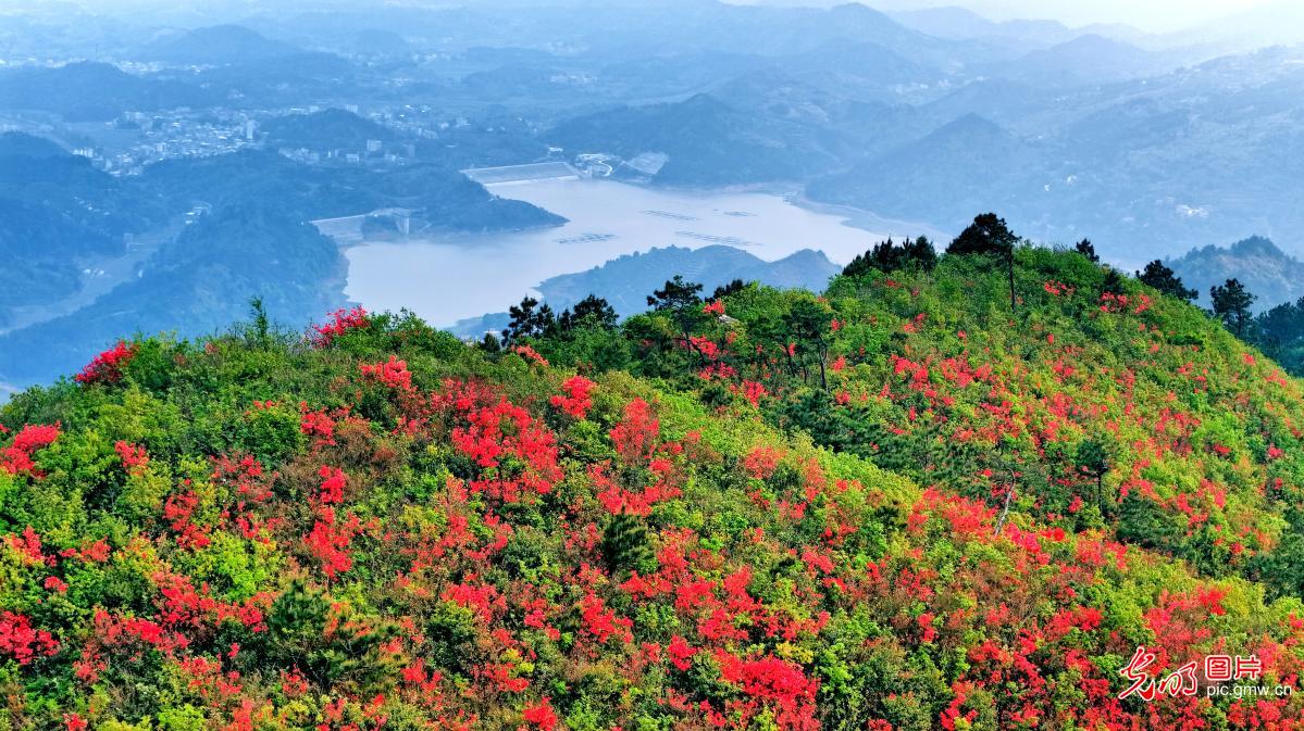 Alpine azaleas bloom across Baifuling Mountain in C China's Hunan