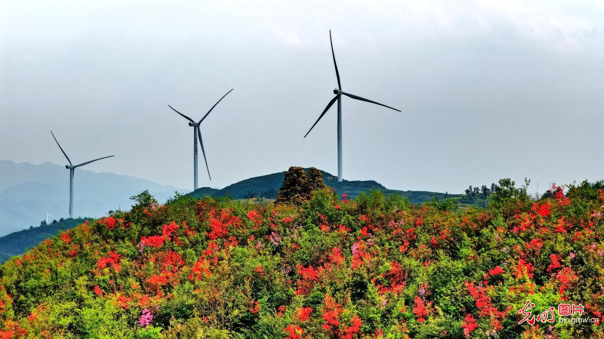 Alpine azaleas bloom across Baifuling Mountain in C China's Hunan