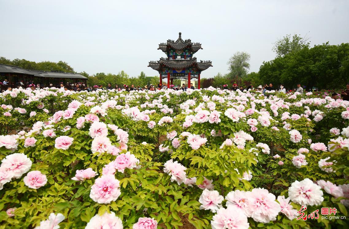 Peony blossoms captivate visitors in E China's Shandong Peony blossoms captivate visitors in E China's Shandong