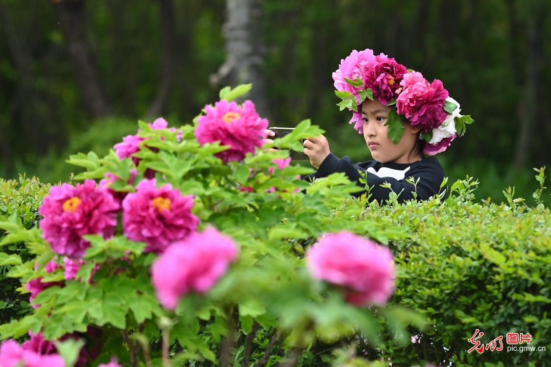 Peony blossoms captivate visitors in E China's Shandong Peony blossoms captivate visitors in E China's Shandong