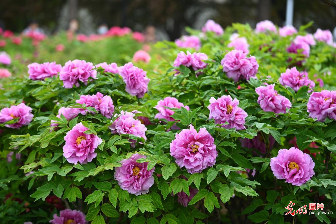 Peony blossoms captivate visitors in E China's Shandong Peony blossoms captivate visitors in E China's Shandong