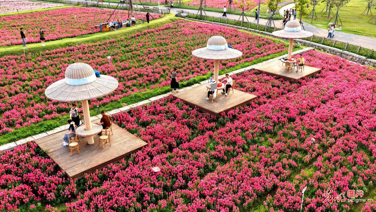 Snapdragon blooms draw visitors in SE China's Fujian Snapdragon blooms draw visitors in SE China's Fujian