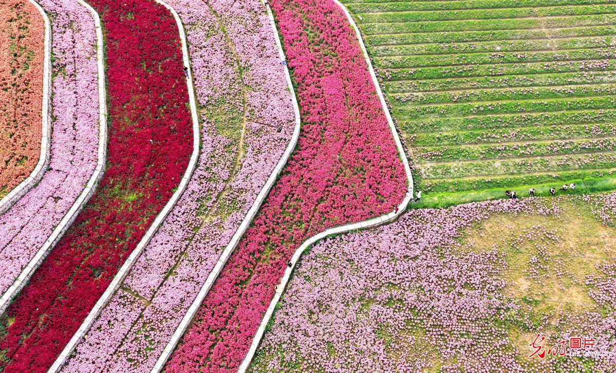 Snapdragon blooms draw visitors in SE China's Fujian Snapdragon blooms draw visitors in SE China's Fujian