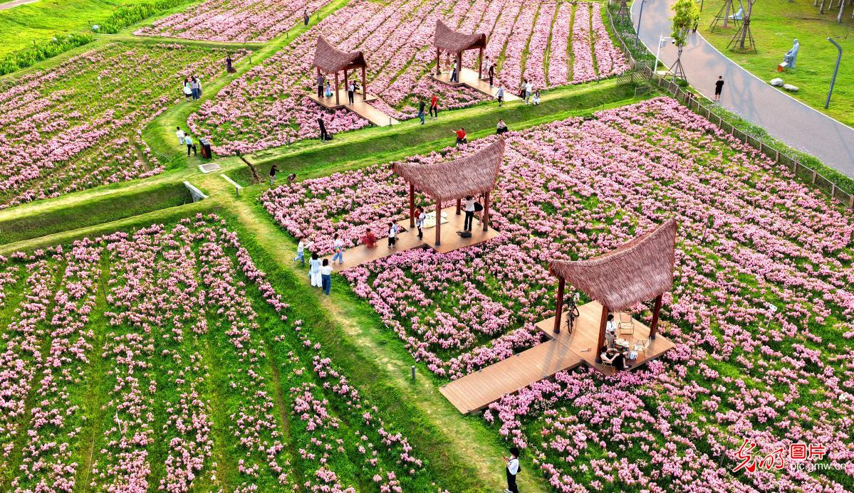 Snapdragon blooms draw visitors in SE China's Fujian Snapdragon blooms draw visitors in SE China's Fujian