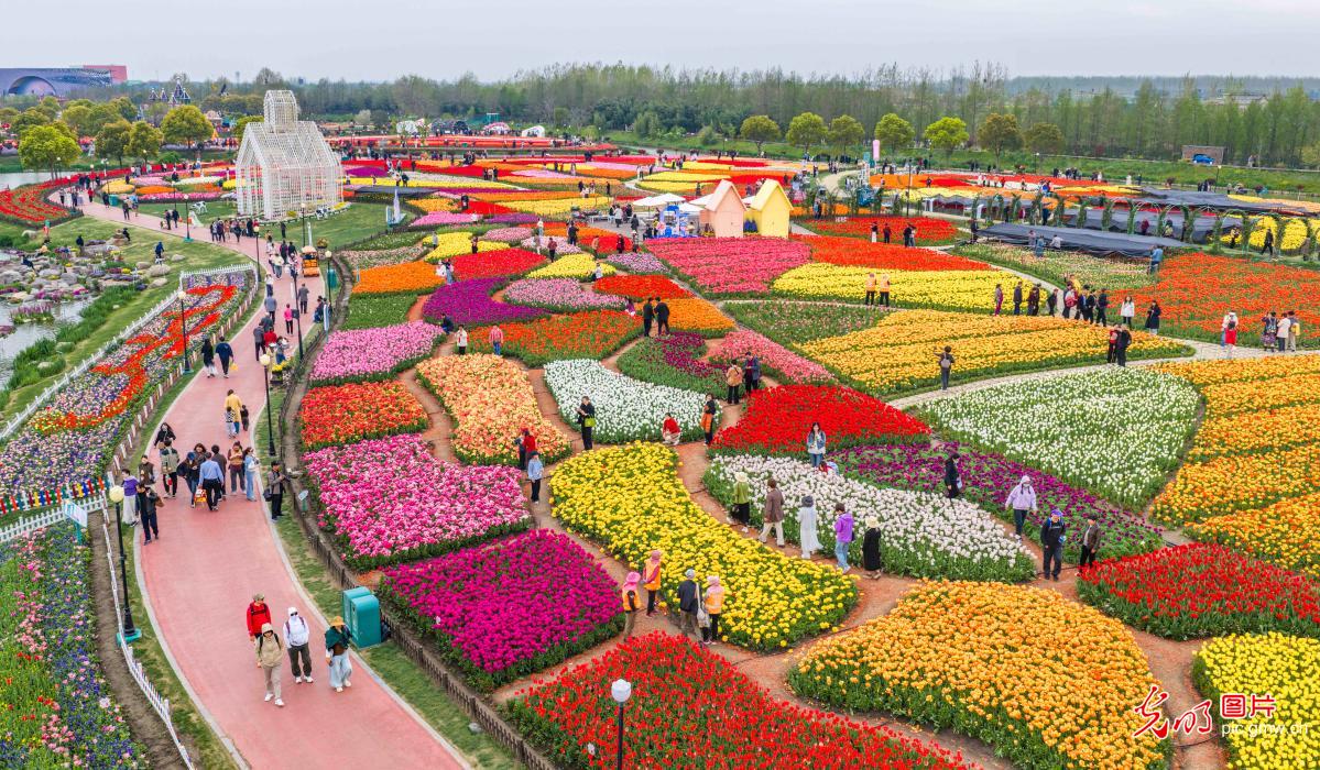 Tulip blooms attract visitors in E China's Jiangsu Tulip blooms attract visitors in E China's Jiangsu
