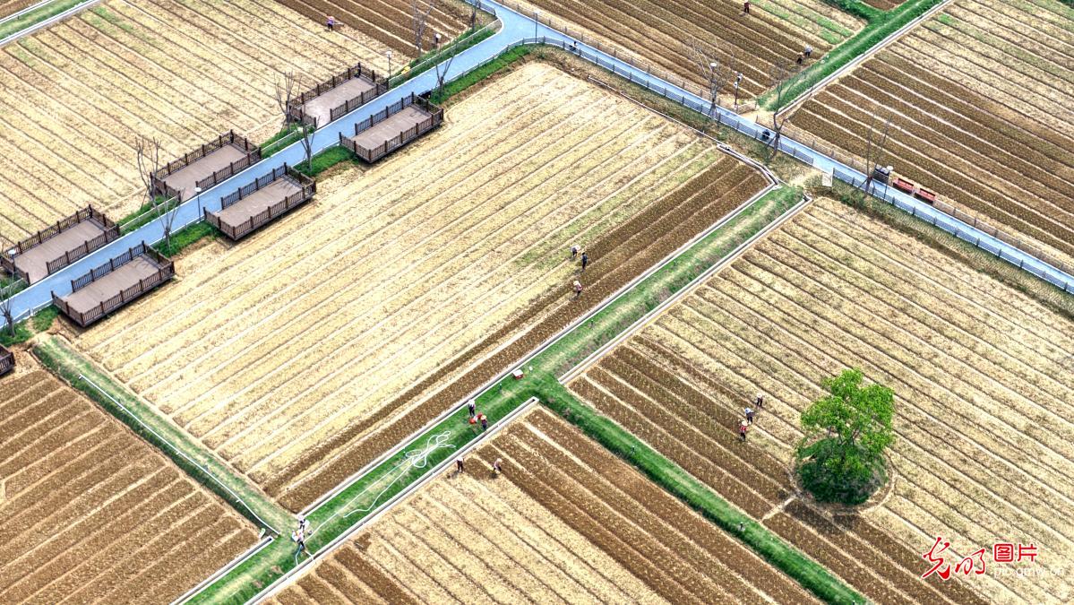 Spring planting in full swing in E China's Fujian Spring planting in full swing in E China's Fujian